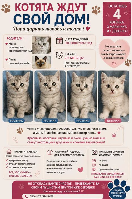 Четыре малыша готовы переехать в новый дом прямо сейчас!