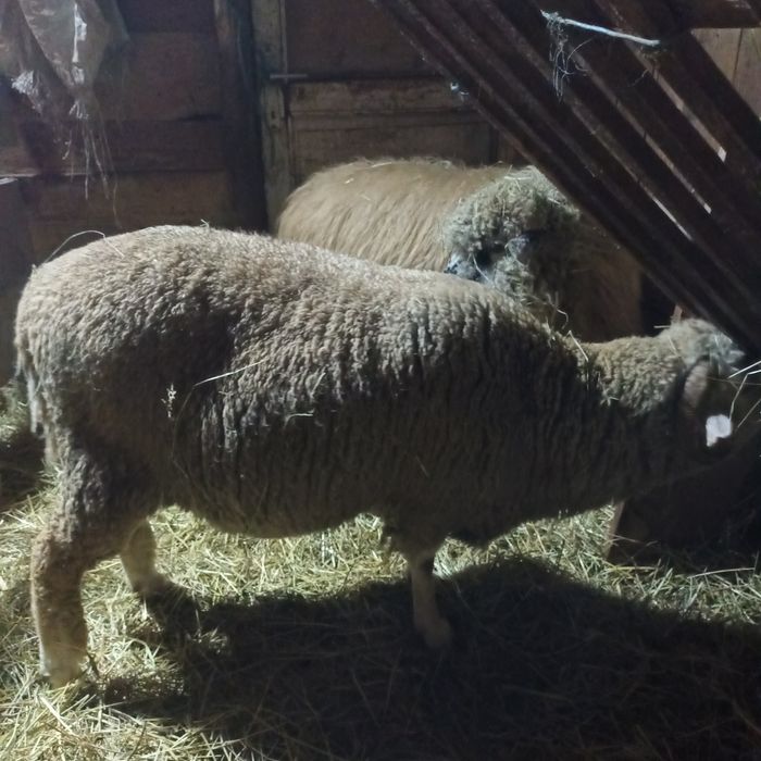 Vând patru oi bune de ținut