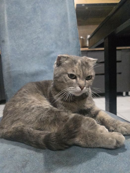 Отдам в хорошие руки кошечку