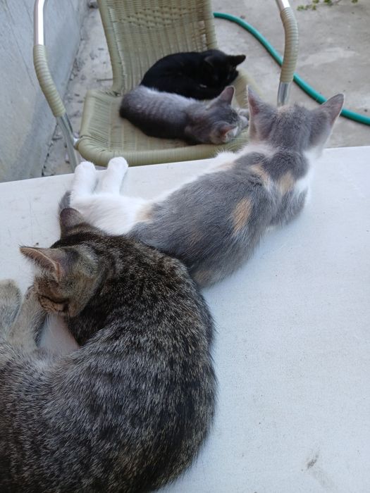 Срочно  ждем папмам для котят