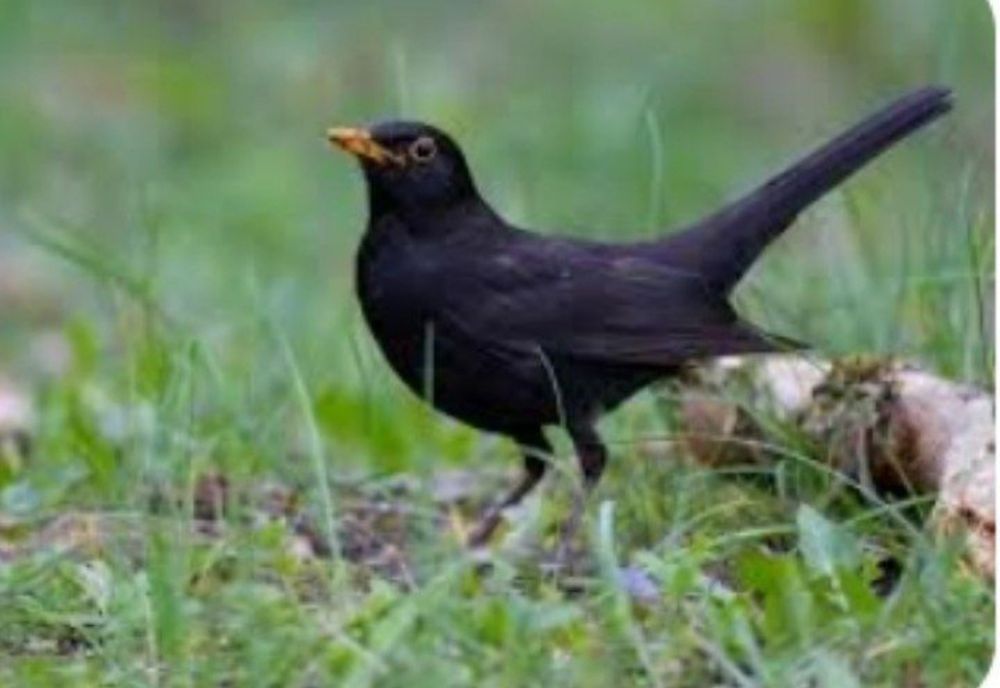 Qora shaq shaq  sotiladi yilli boqilgan quw sayroda