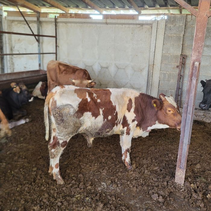 Продам 10 голов бычков