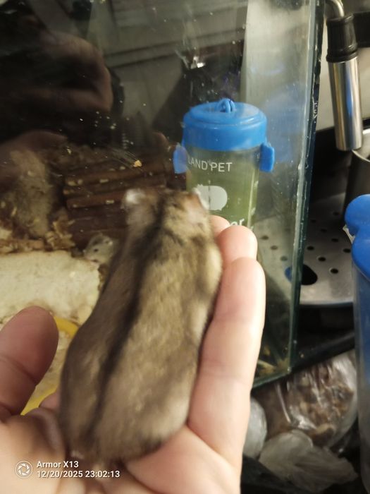 Мини  хамстери, много игриви.