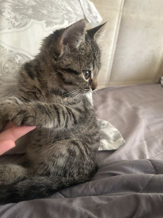 Отдам в добрве руки котенка девочку