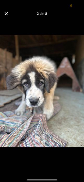 Caine ciobănesc vârstă 5 luni