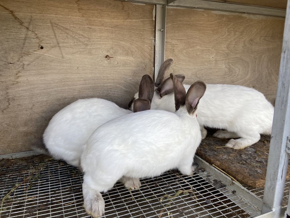 продам кроликов в большой количестве