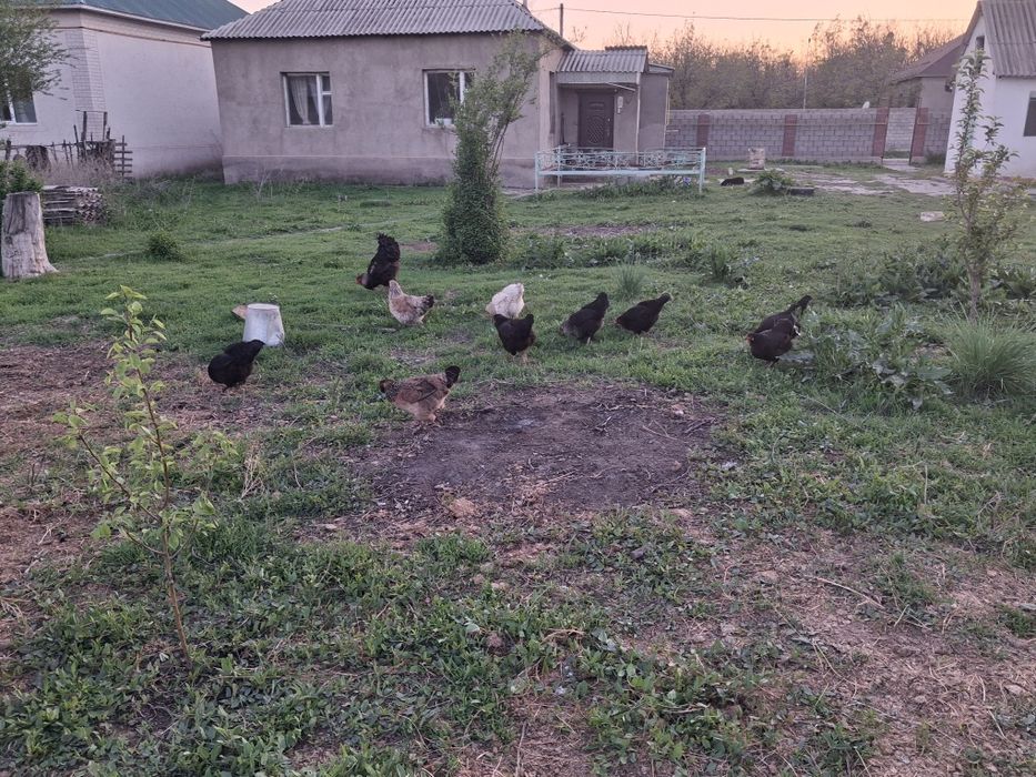 Тауық сатылады...