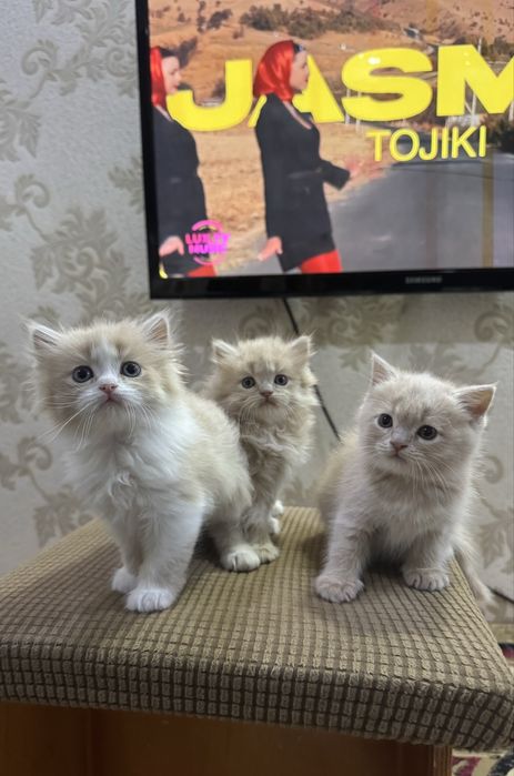 Хайленд страйт сотилади 2 ойлик энди болади