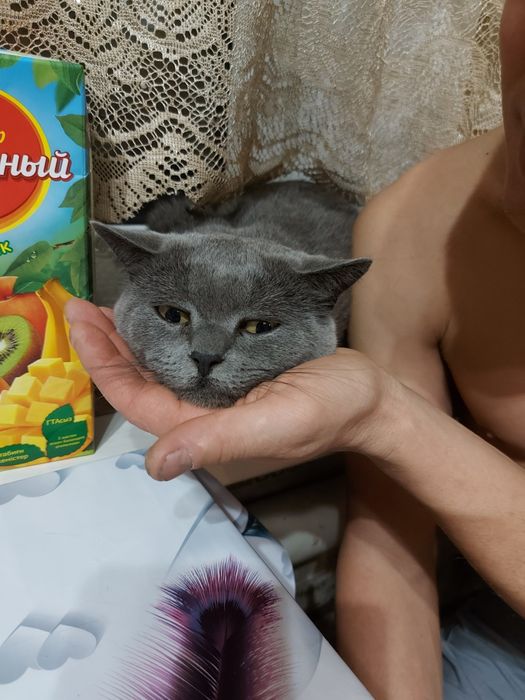 Отдам ласкового кота