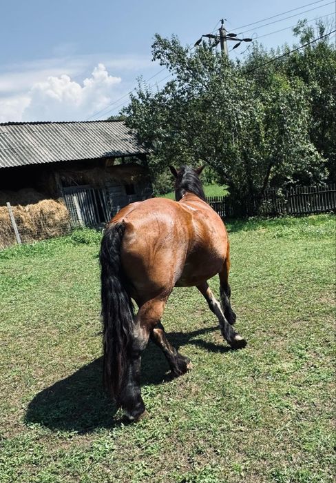 Iapa de vânzare de 5 ani