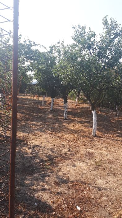 Vînd casă 5 Camere Comuna Botoroaga Sat Valea Cireșului Teleorman