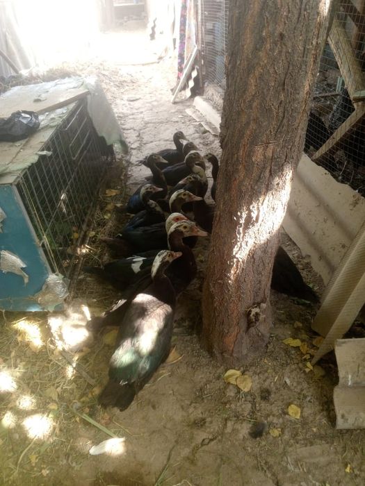 Урдак сотилади овози чикмайдиганидан