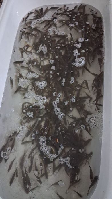 Живец шортанга карас