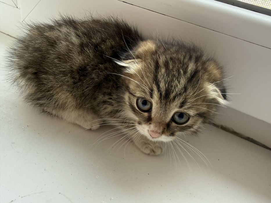 котята продаются