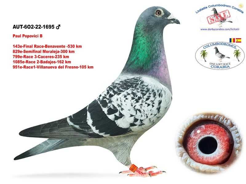 Porumbei voiajori de vânzare (zburați în competiții și columbodroame)