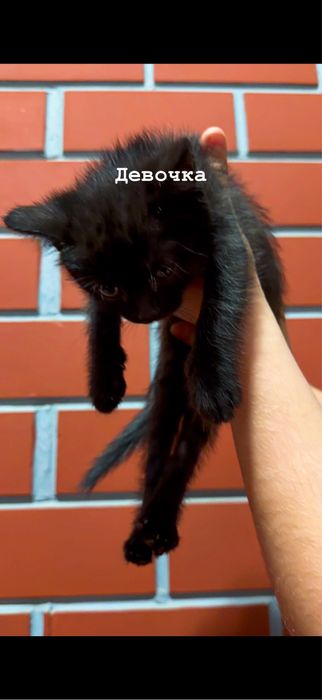 Отдам в добрые руки котят