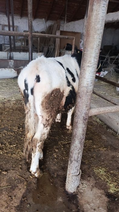 Екі буха сатылады