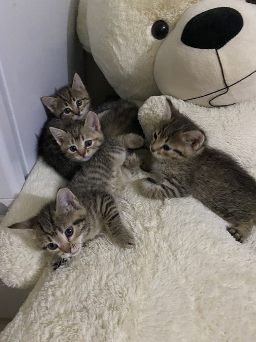 Отдам котят бесплатно