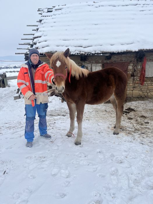 Vand mănză de 8 luni pret 1500 de euro