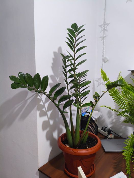 комнатные цветы