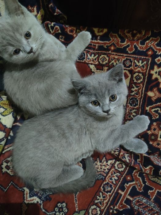 котята скоттиш страйт