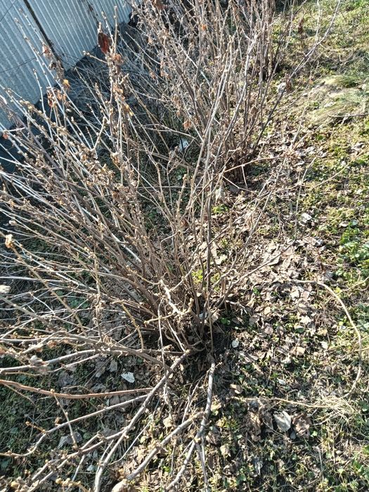 Продам рассаду черная смородина