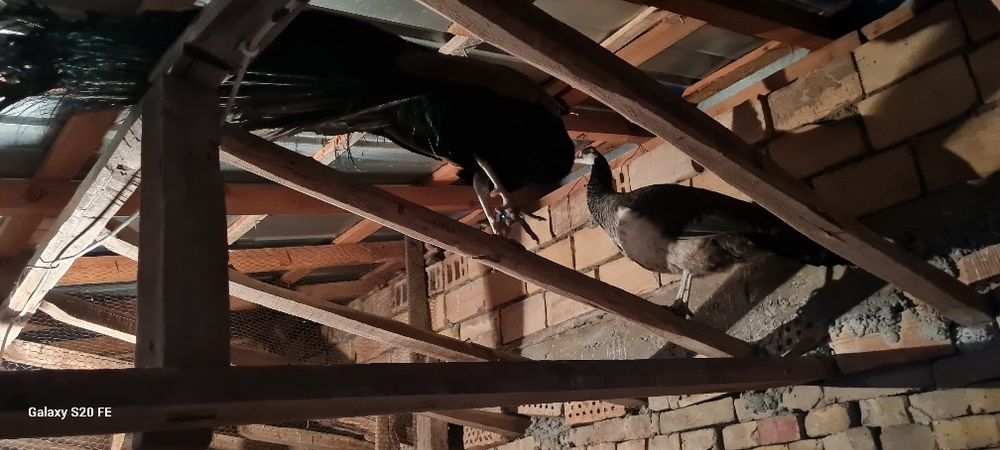 Свободни двойка работна