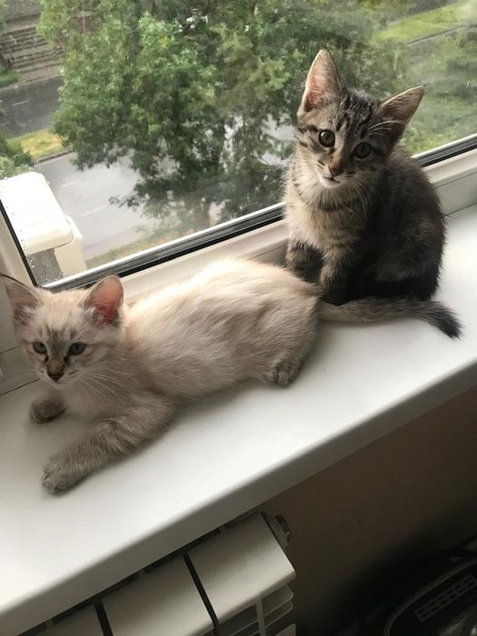 Продаются котята