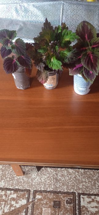 Продам цветы Кодексы.