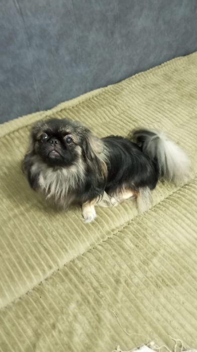 Мальчик пекинес на вязку