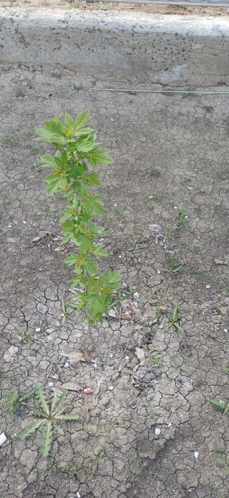 Жас көшеттер бар арзан багада