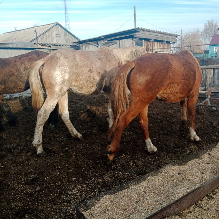 Продам Лошодей с откорма