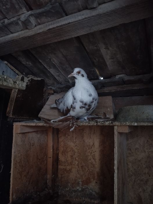 De vanzare porumbei incaltati si preoti saxoni