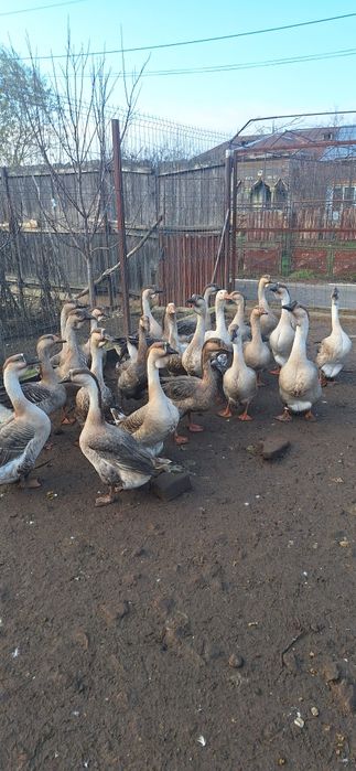 Gâscani de vânzare