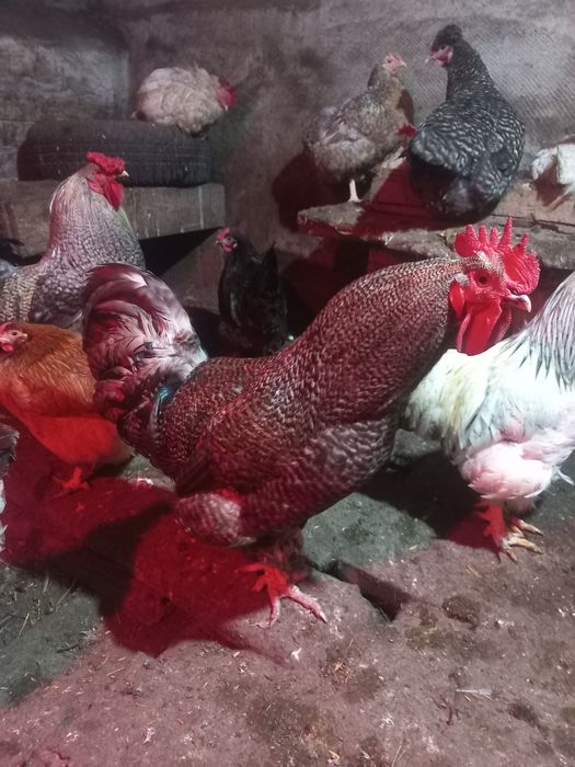 Молодые петушки живые