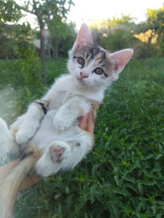 Котенок, девочка, 2 месяцев, игривая