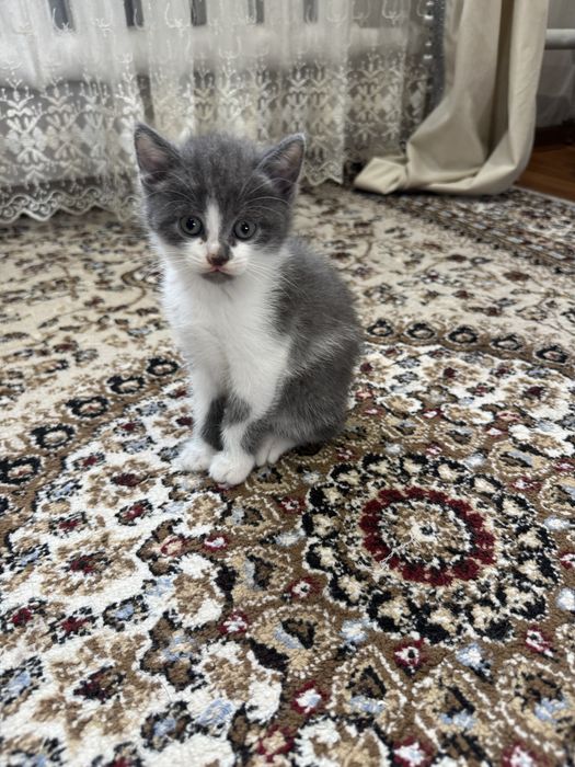 Котята.