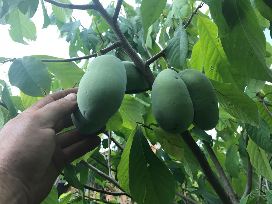 Индиански банан, Асимина трилоба, Asimina triloba,семена и растения