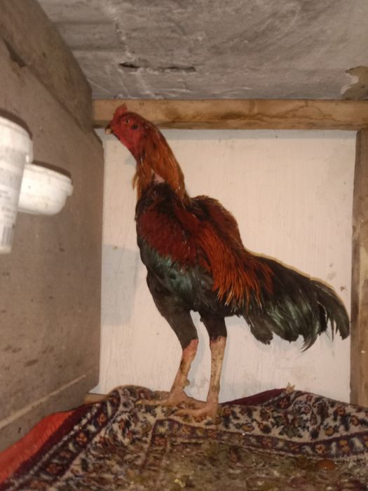 бойцовский дакан