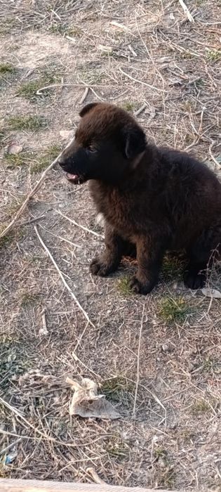 Бездомные щенки в добрые руки