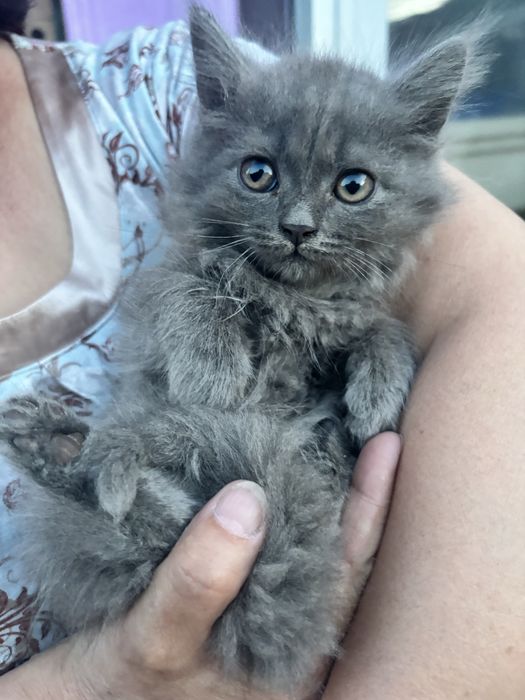 Отдам котят в добрые руки