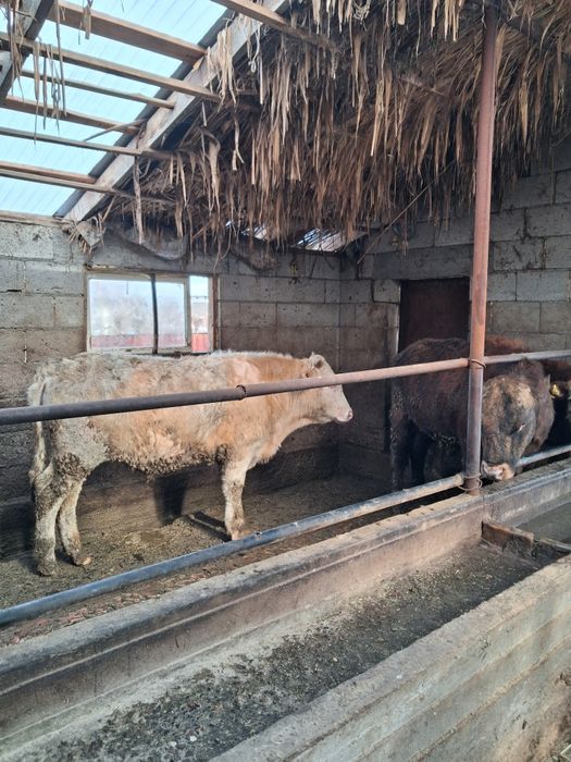 1 жане 2 жасар бұқалар