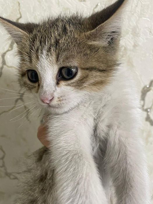 Отдам котят в хорошие руки