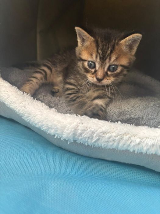 Котята шотландские ,продажа