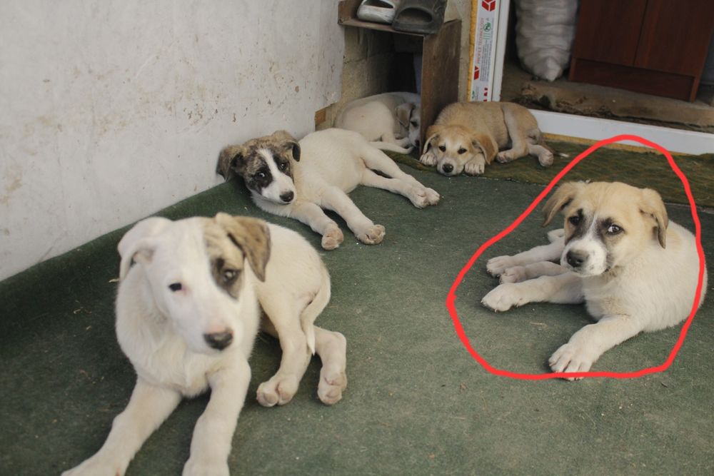 Отдам бесплатно 5 сучек 1 кабель