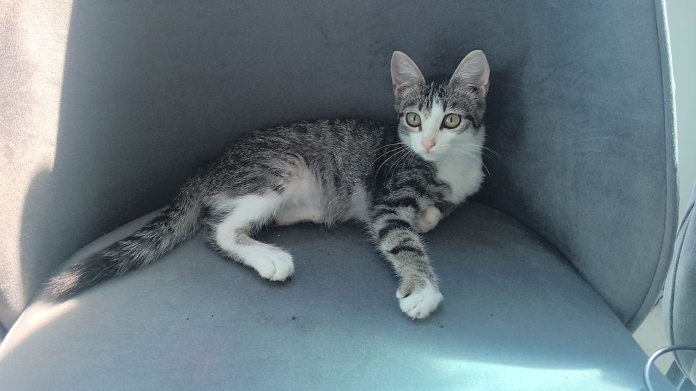 Котенок ищет самые надёжные руки!