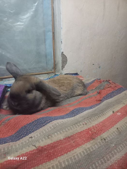 Кролики карлик quyon karlik