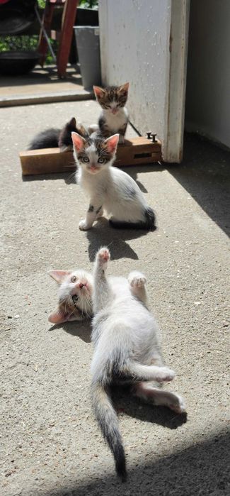 Новородени Котета
