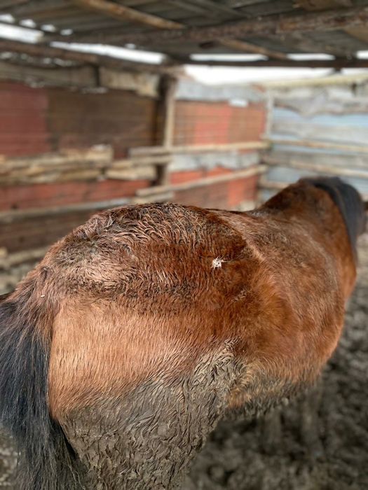 Продам тай с откорма