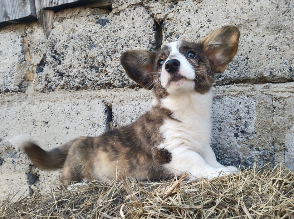 Милые малыши вельш корги